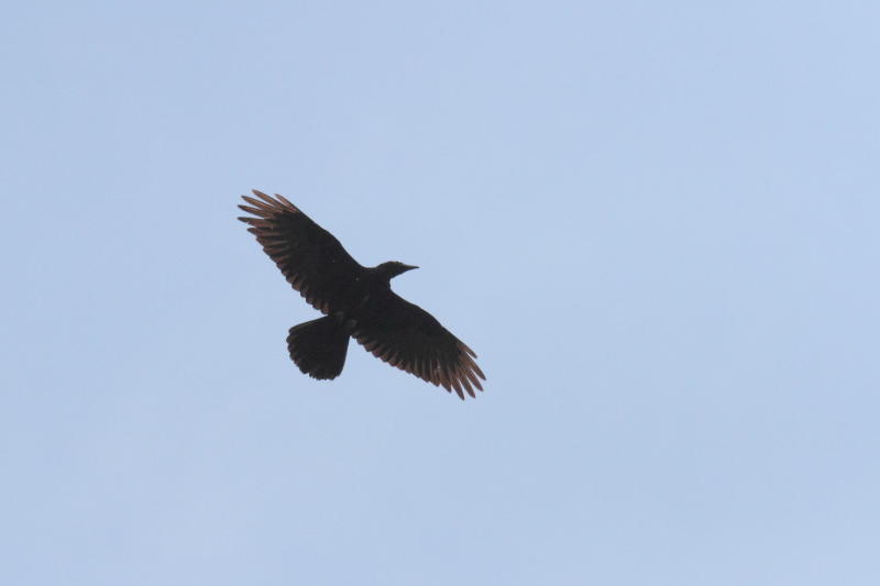 Grand Corbeau
