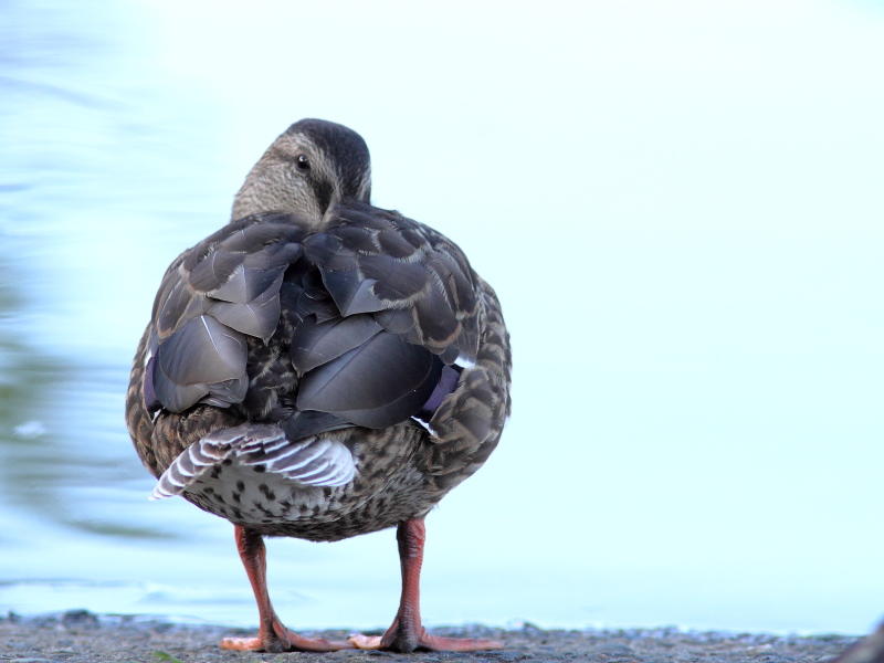 Canard colvert