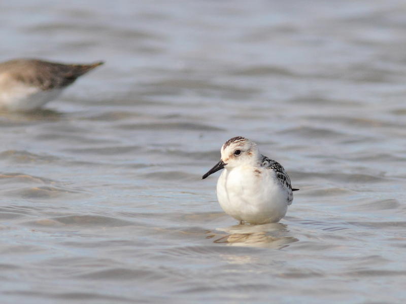 Bcasseau sanderling