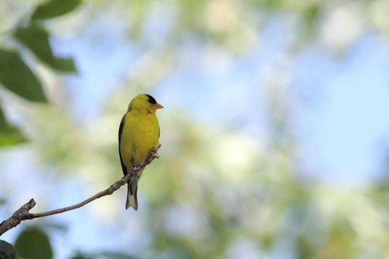 Chardonneret jaune