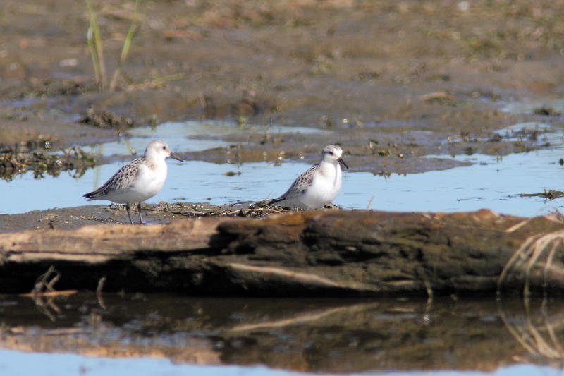 Bcasseau sanderling