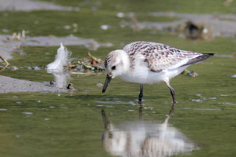 Bcasseau sanderling