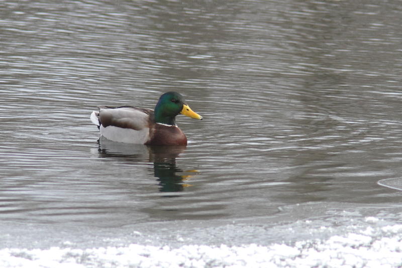 Canard colvert