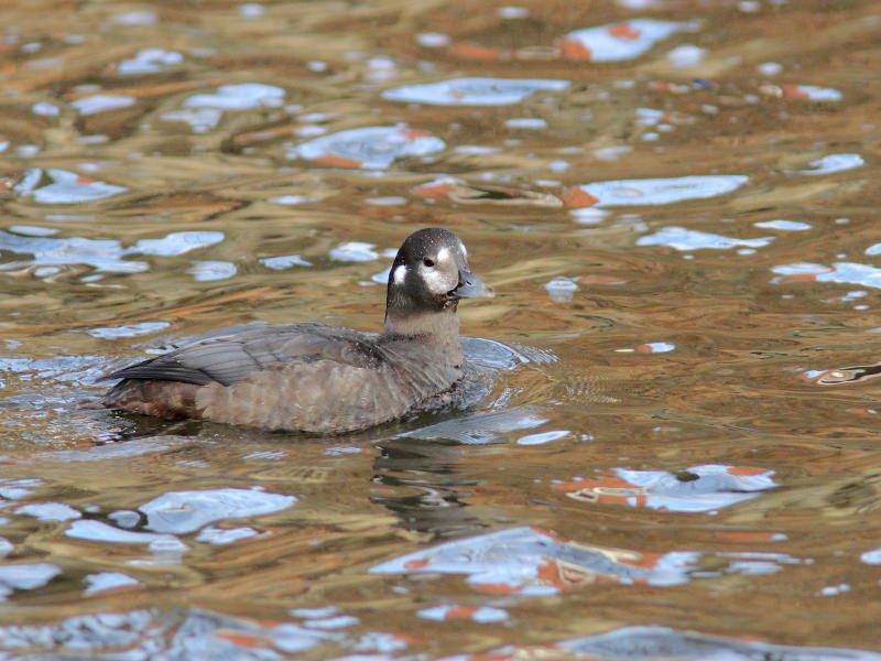 Arlequin plongeur