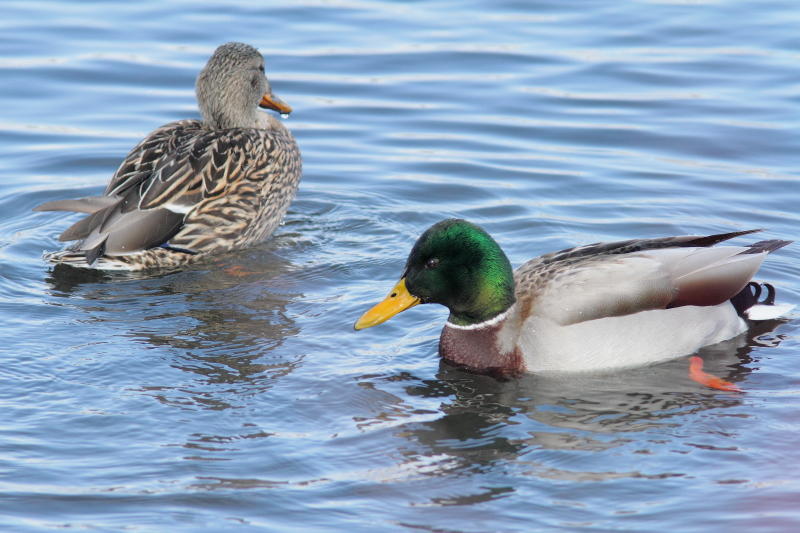 Canard colvert