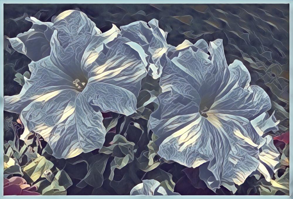 Petunias