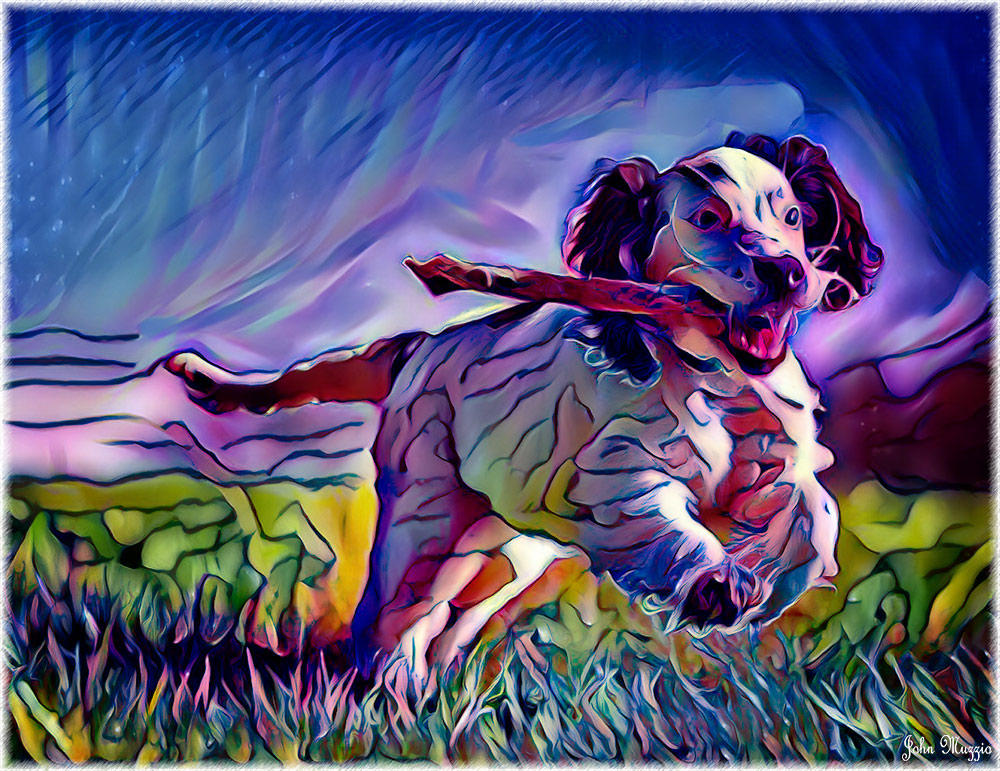 Dog
