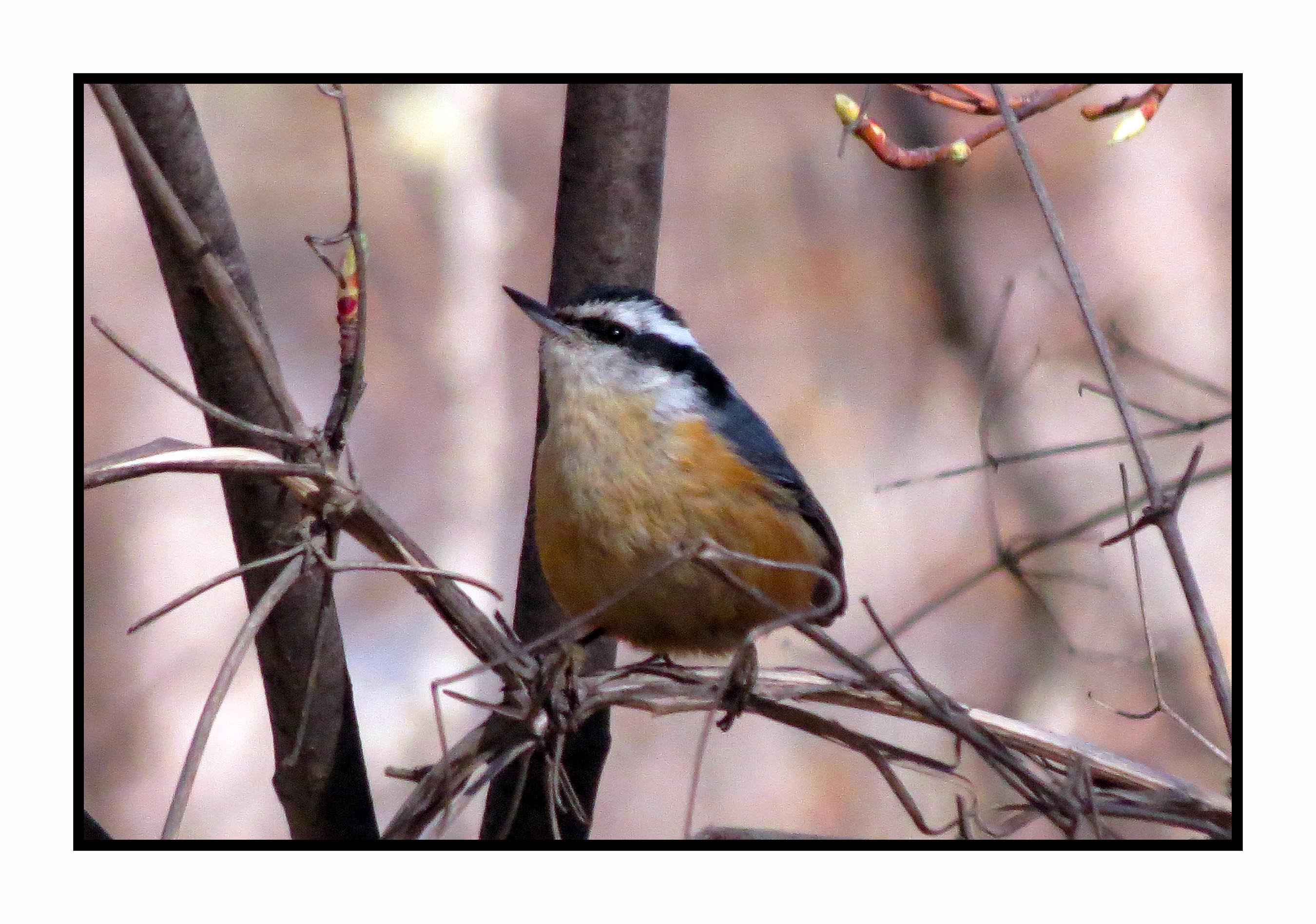 20 4 26 9792 Red-breasted Nuthatch