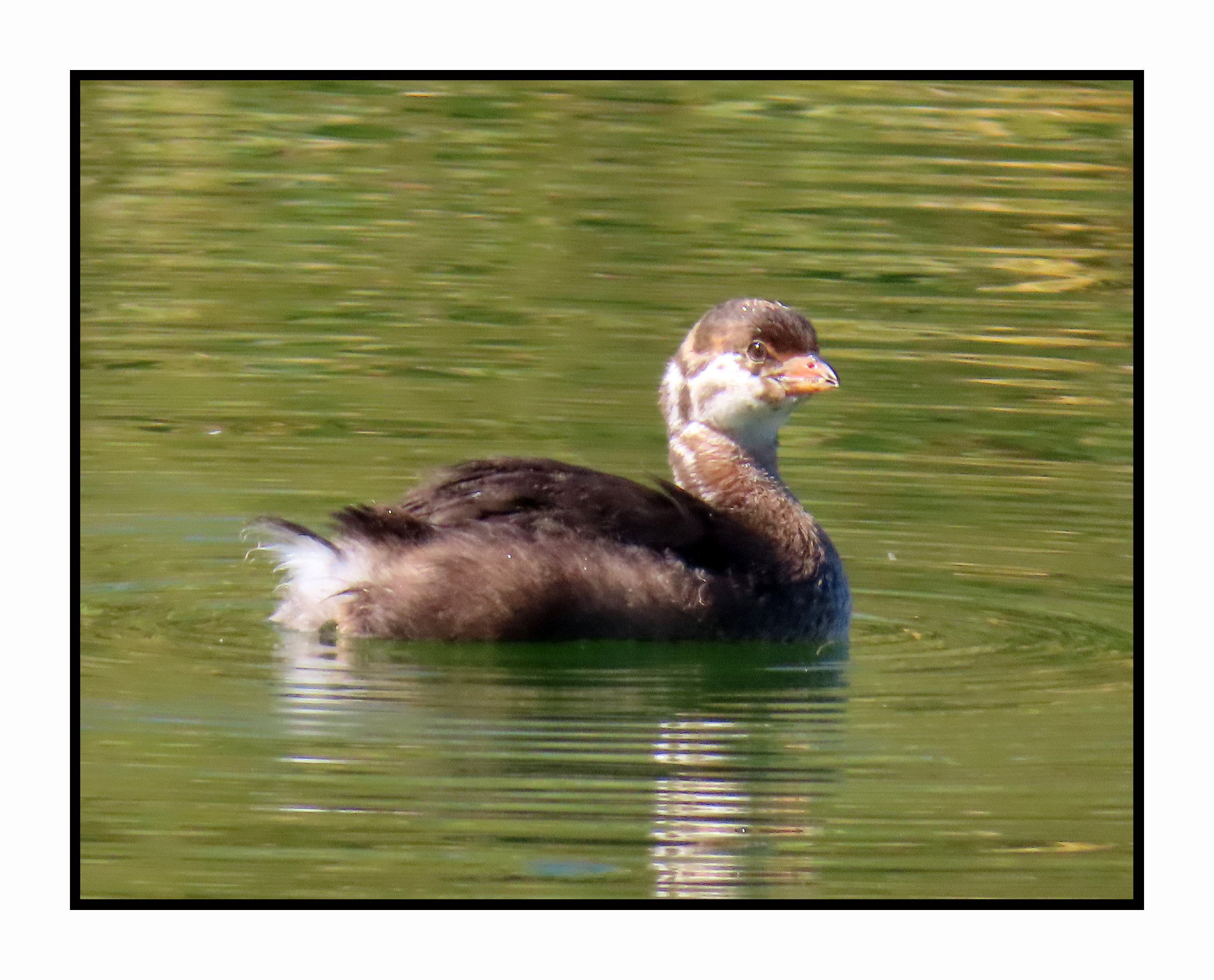 2022 10 31 1860 Pied-billed Grebe