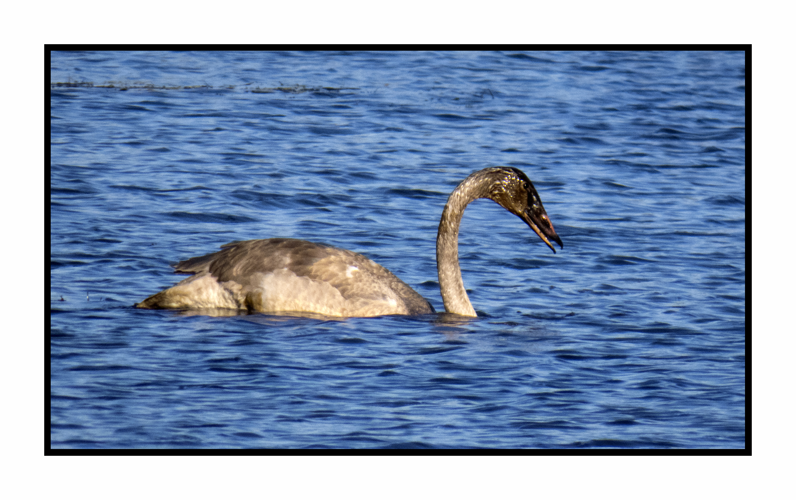 2022-11-23 2171 Juvenile Trumpeter Swan mining the mud bottom