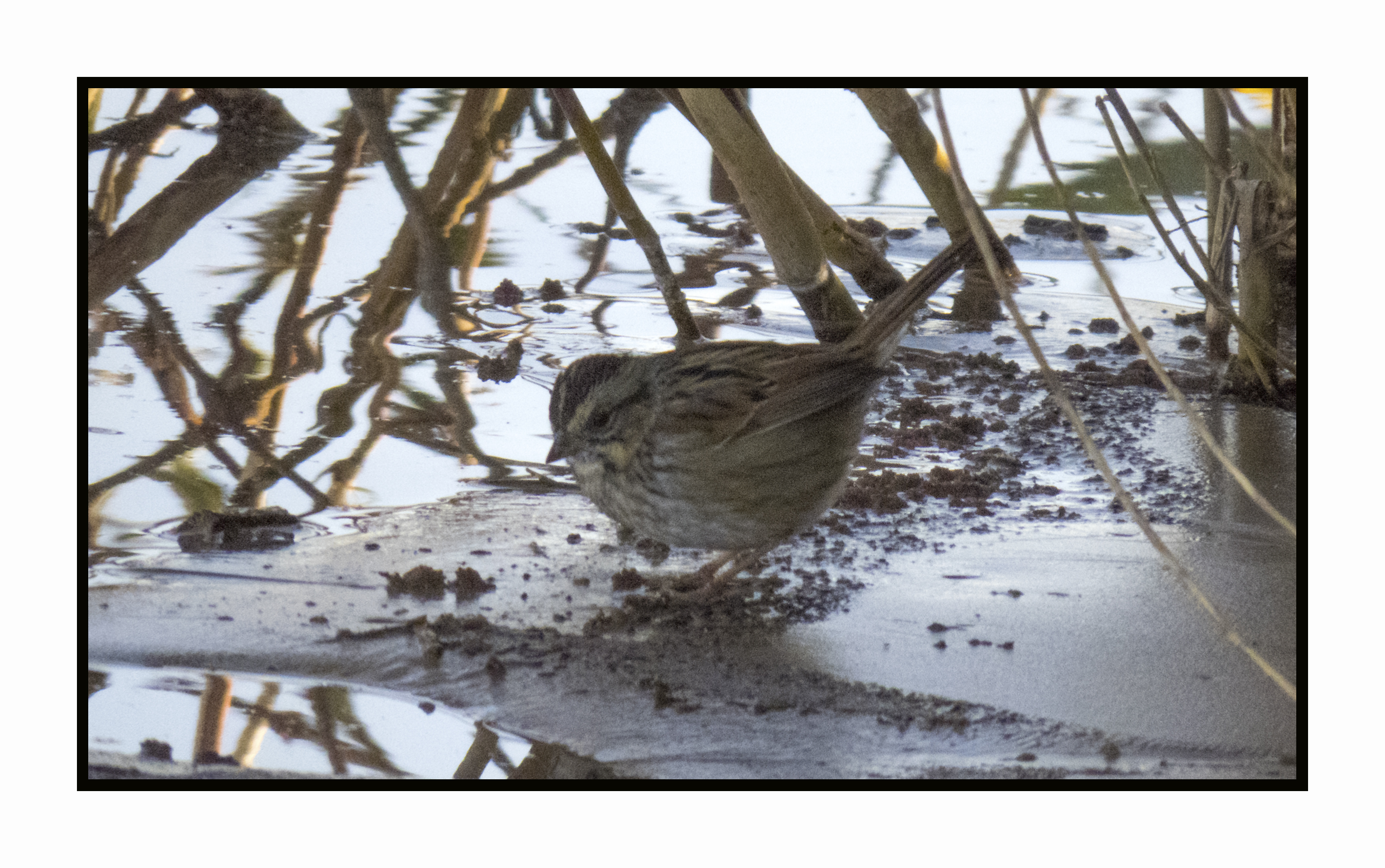 2022-11-23 2218 Swamp Sparrow