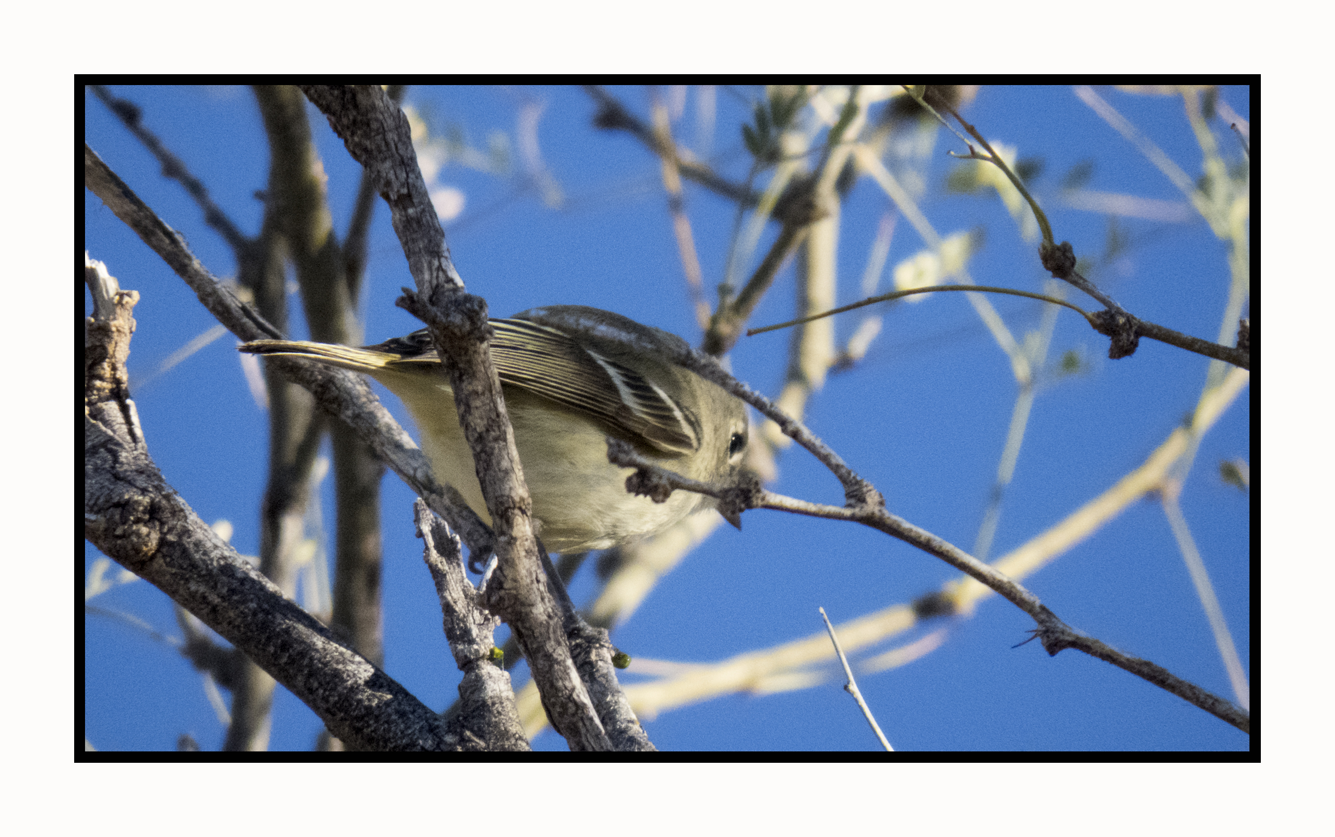 2023-01-30 3820 Huttons Vireo