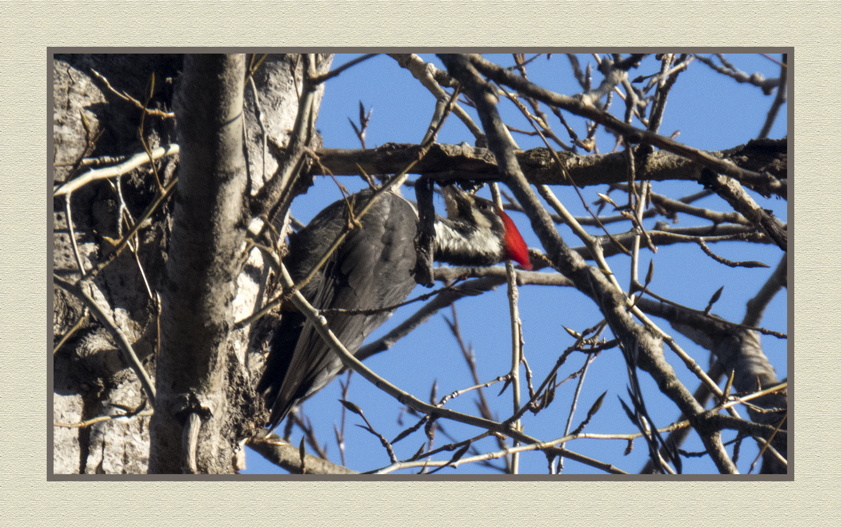 2023-11-16 8780C Pileated Woodpecker