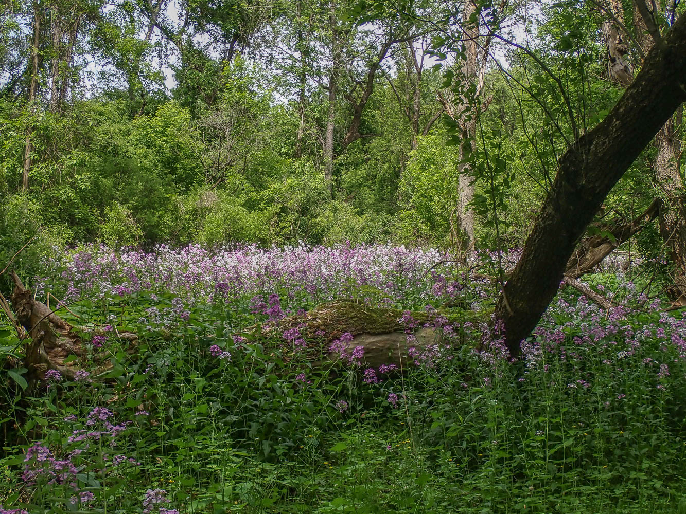 P5262027 TG6MLR2022.jpg