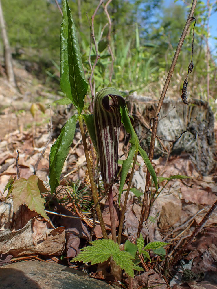 P5120156 TG6MLR2023.jpg
