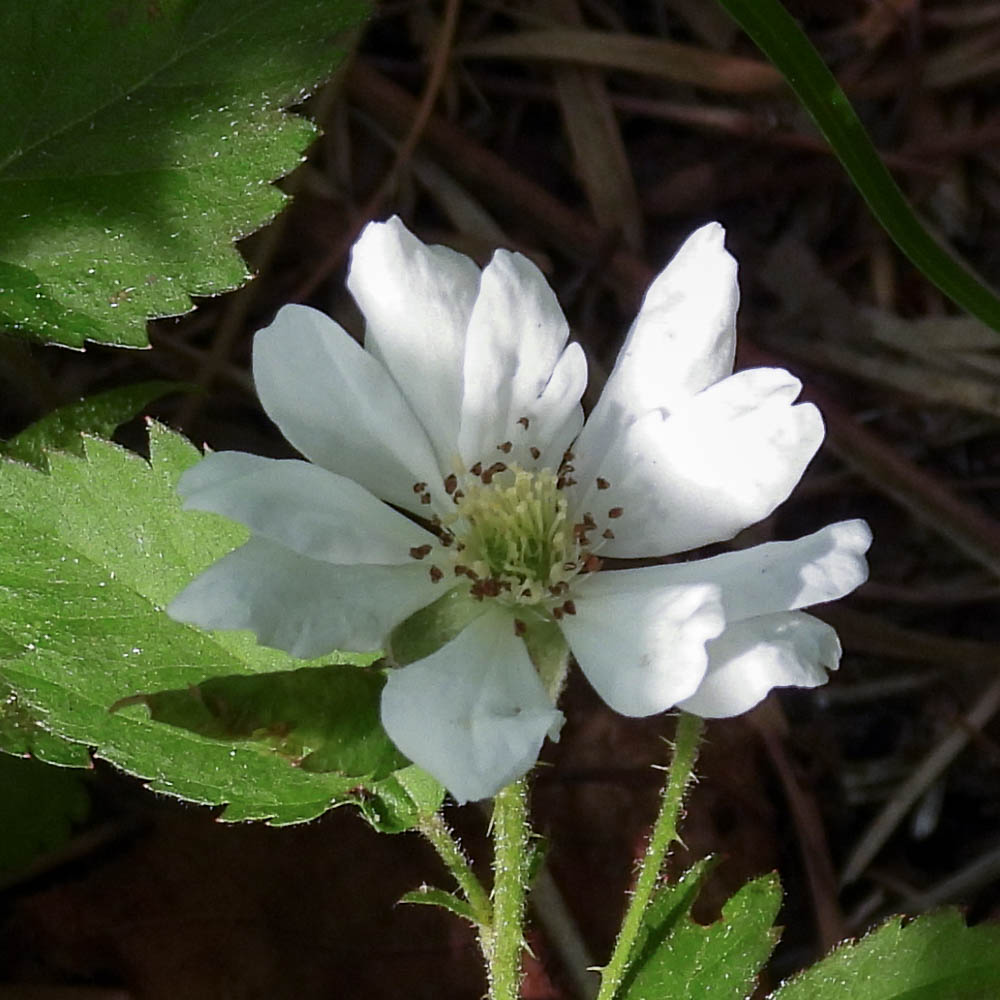DSCN0868 MLR2023.jpg