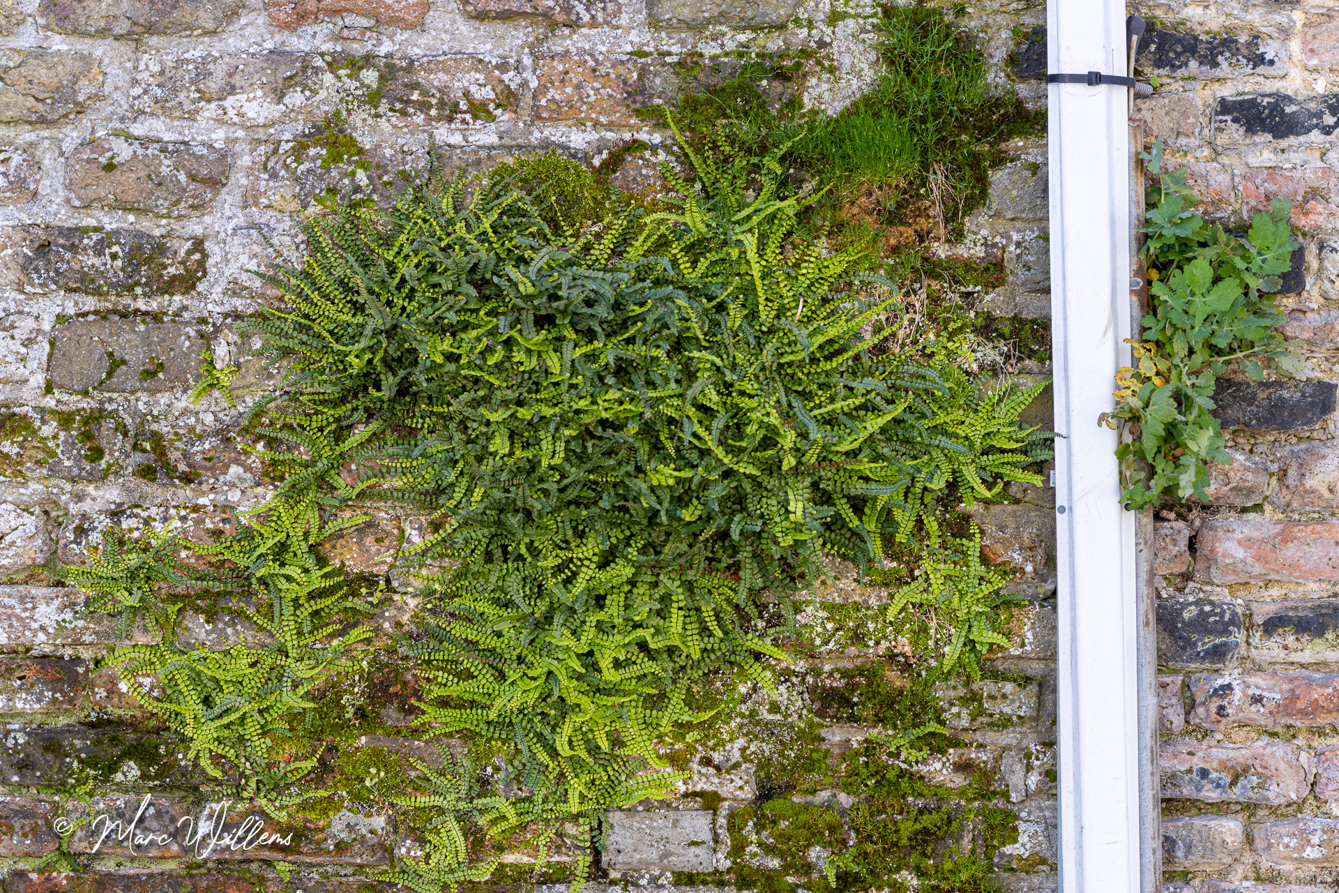 Steenbreekvaren (Asplenium trichomanes)