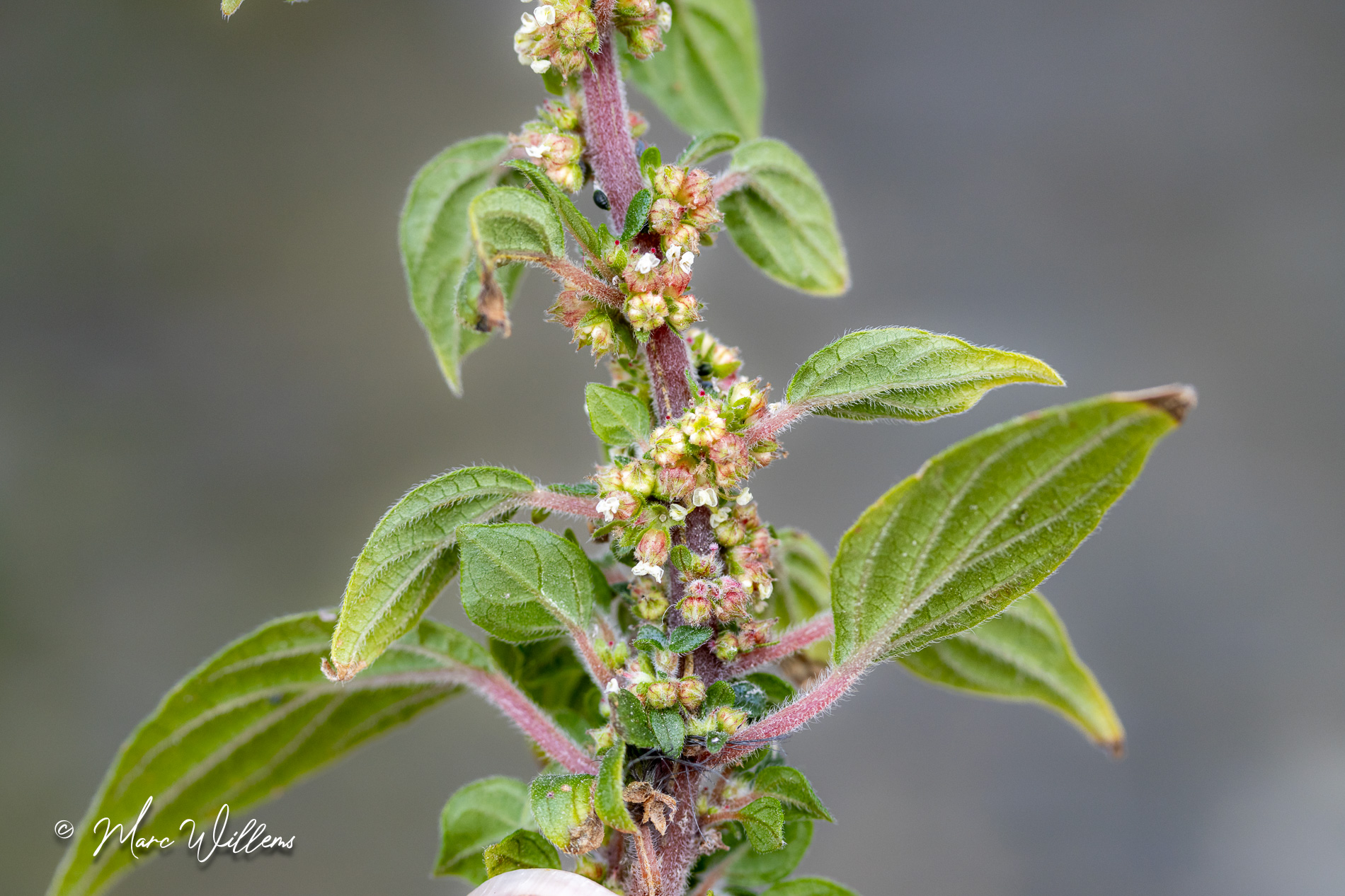 Klein glaskruid (Parietaria judaica) - detail van bloei