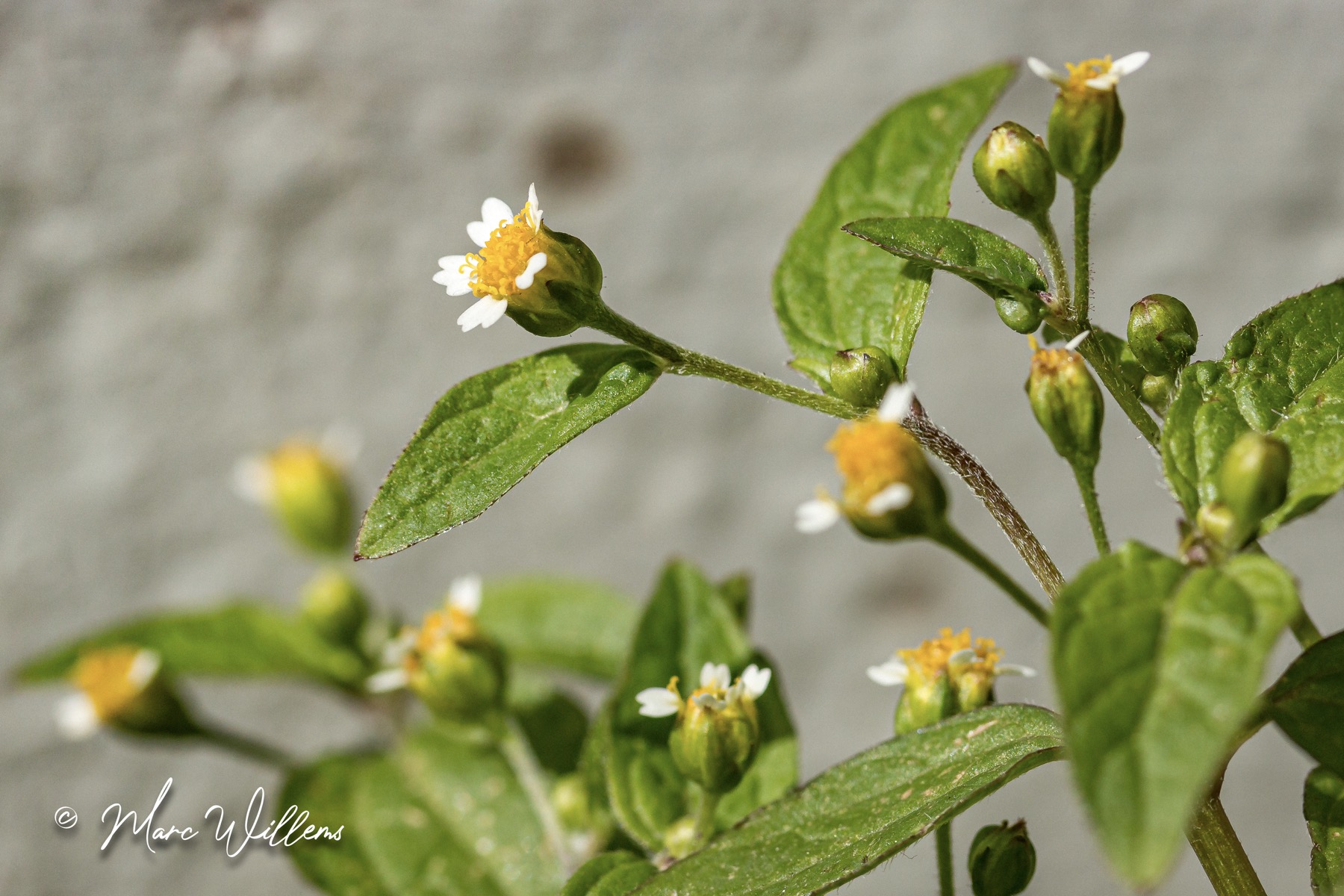Kaal knopkruid  (Galinsoga parviflora)