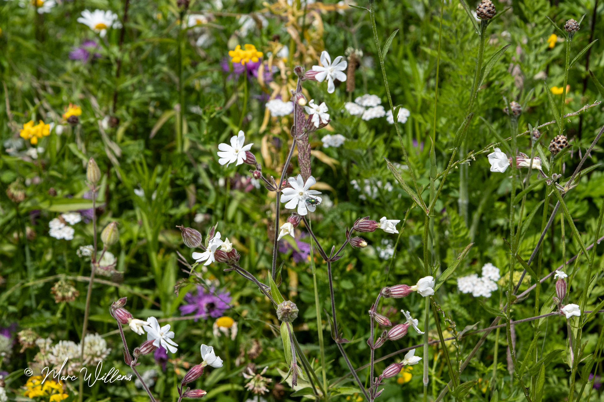 Avondkoekoeksbloem