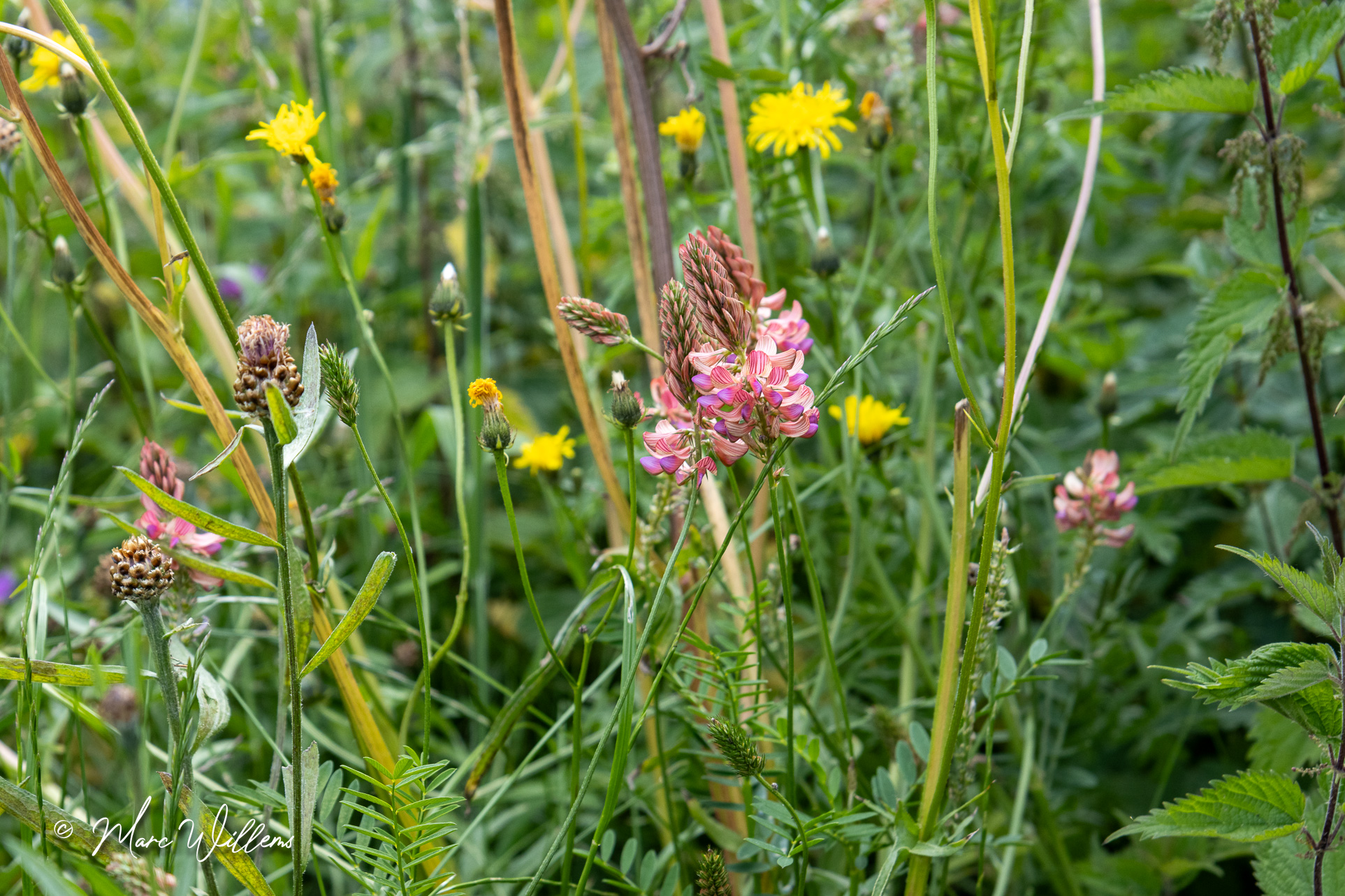 Esparcette (Onobrychis viciifolia)