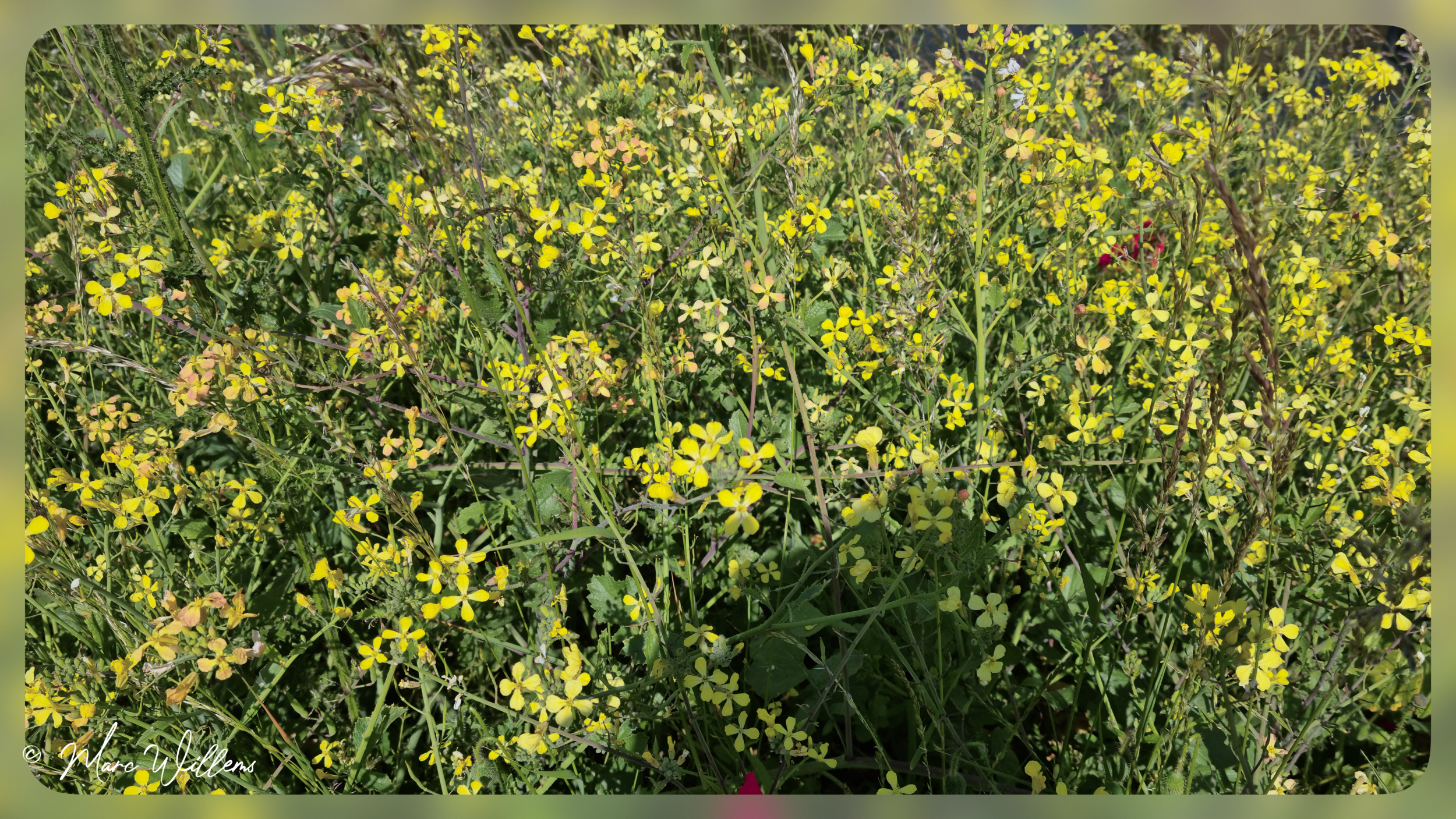 Knopherik (Raphanus raphanistrum) 