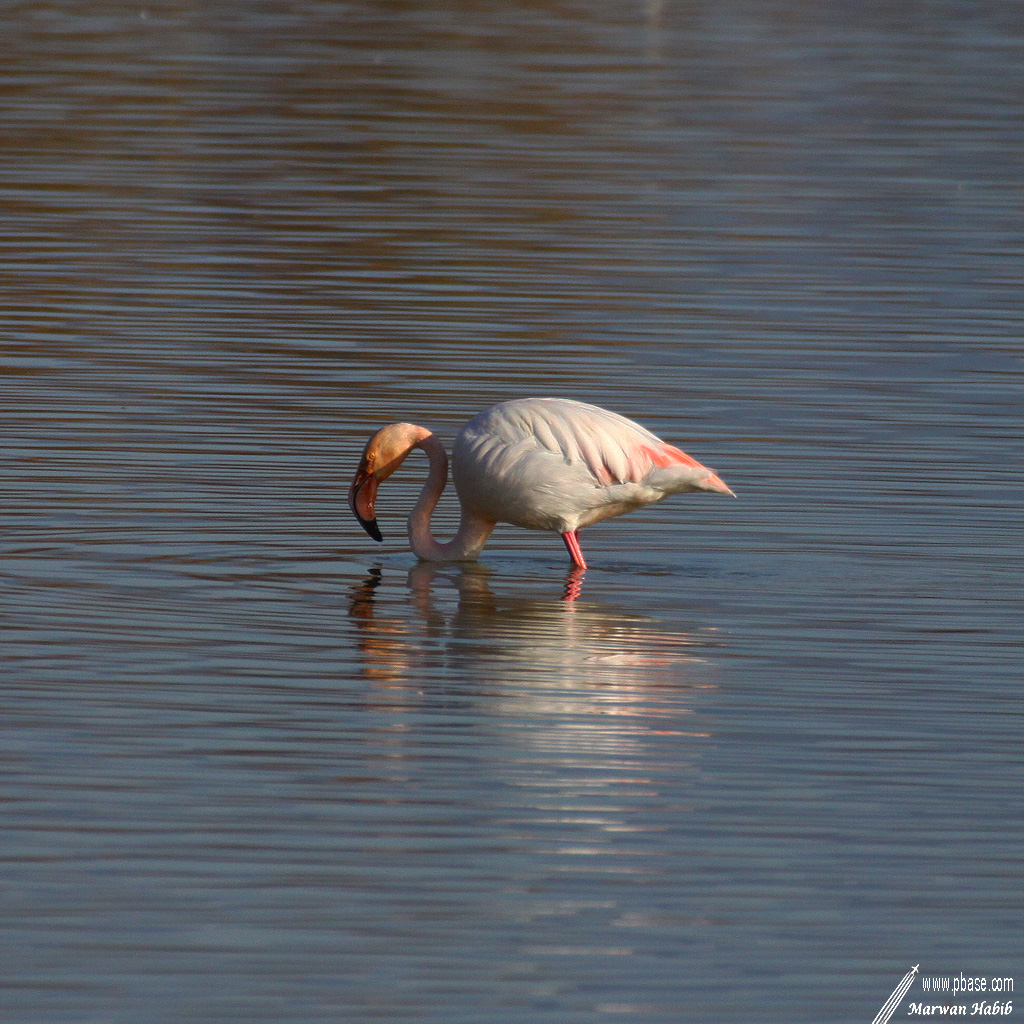 Pink Flamingo / Flamant Rose