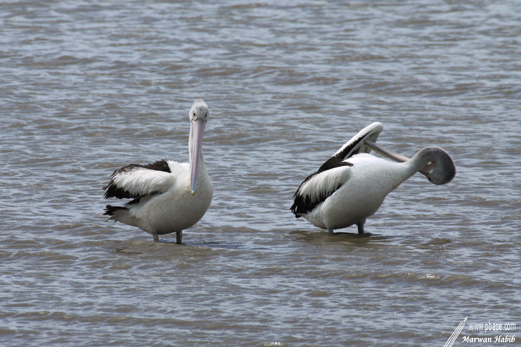 Pelican / Plican