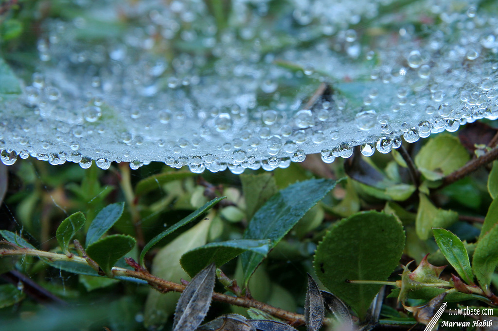 Drops on a web / Gouttes sur une toile