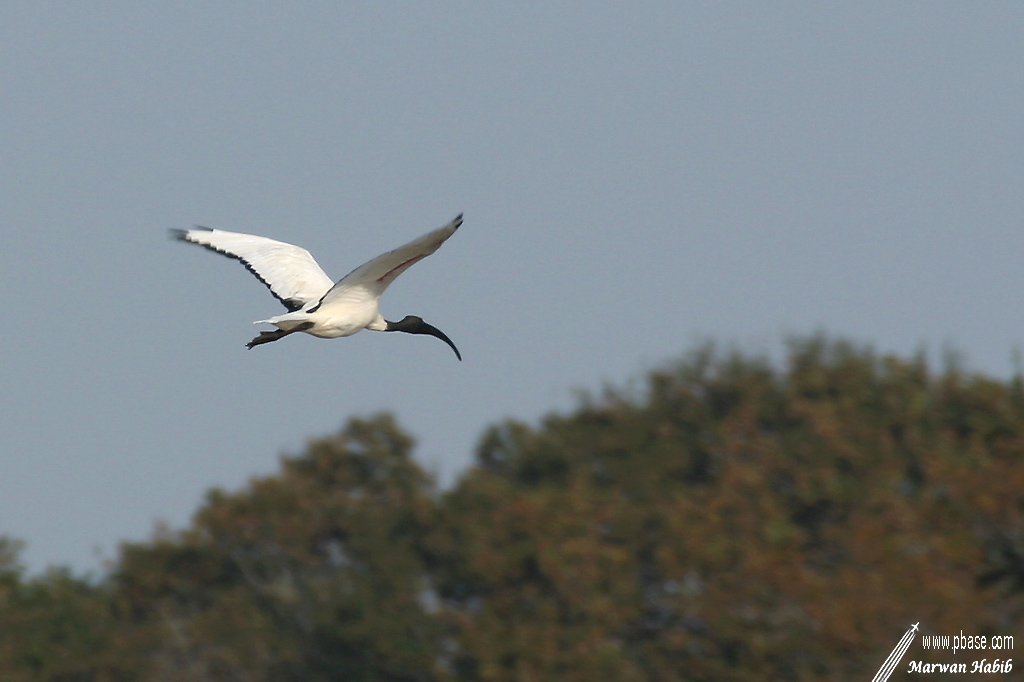 03-11-2007 : Flying ibis / Ibis volant