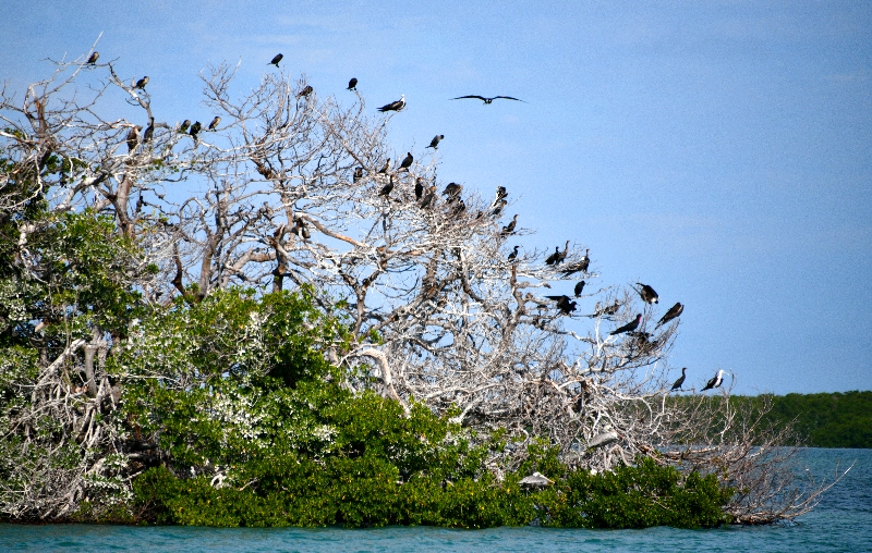 Cormorants, Frigate Birds, and Pelican on mangrove, Yellow Shark Channel, Little Basin, Islamorada, Florida Keys, Florida 662 