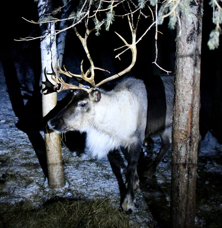 Reindeer at Georges Reinder Farm, Fairbanks, Alaska 924
