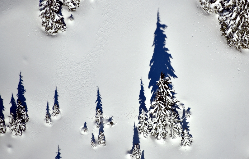 Tall Trees and Shadows on ragged Ridge, Cascade Mountains, Washington 301 
