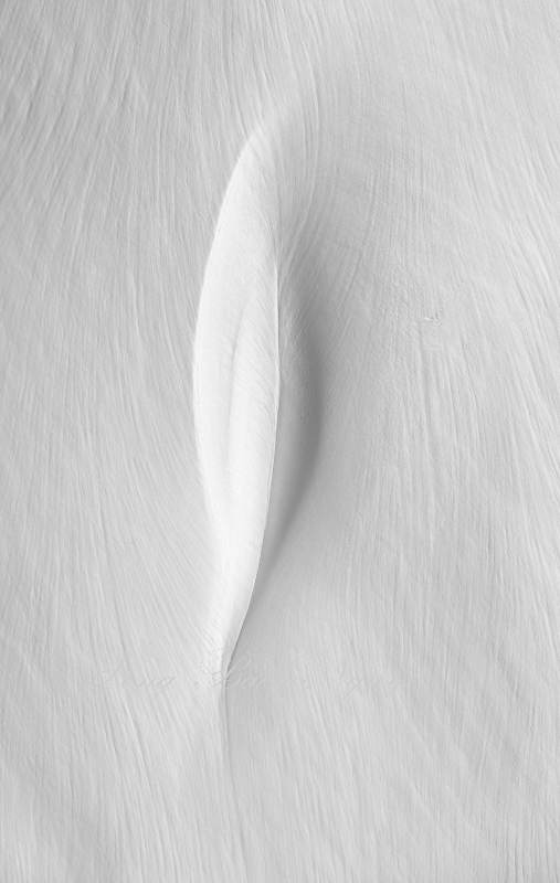 Feather in Snow on Morning Star Peak, Cascade Mountains, Washington 240 