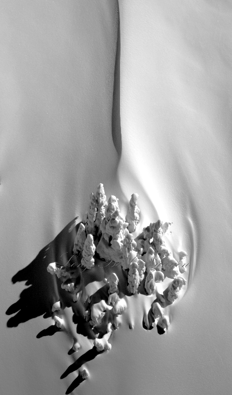 Cluster of Trees in windswept snow on Queest-Alb Glacier, Three Fingers, Cascade Mountains, Washington 464 