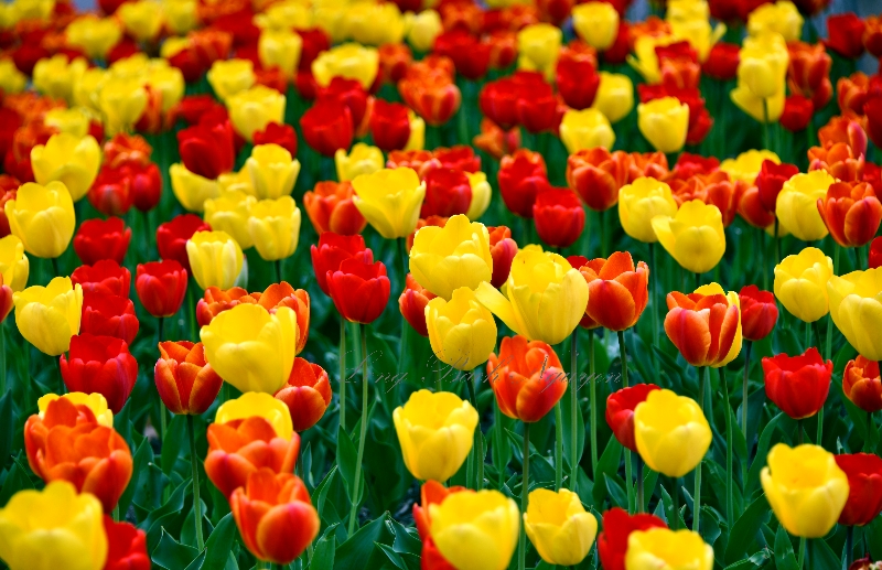 Red and Yellow Tulip on The National Mall, Washington DC 464 