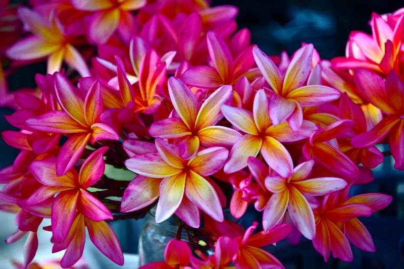 Plumeria flower at Parker Ranch Saturday Farmers Market, Waimea, Big Island of Hawaii 164 