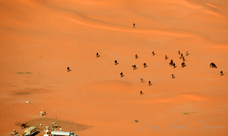 Camels feeding time in Saudi Desert, Riyadh Region, Saudi Arabia 1631 