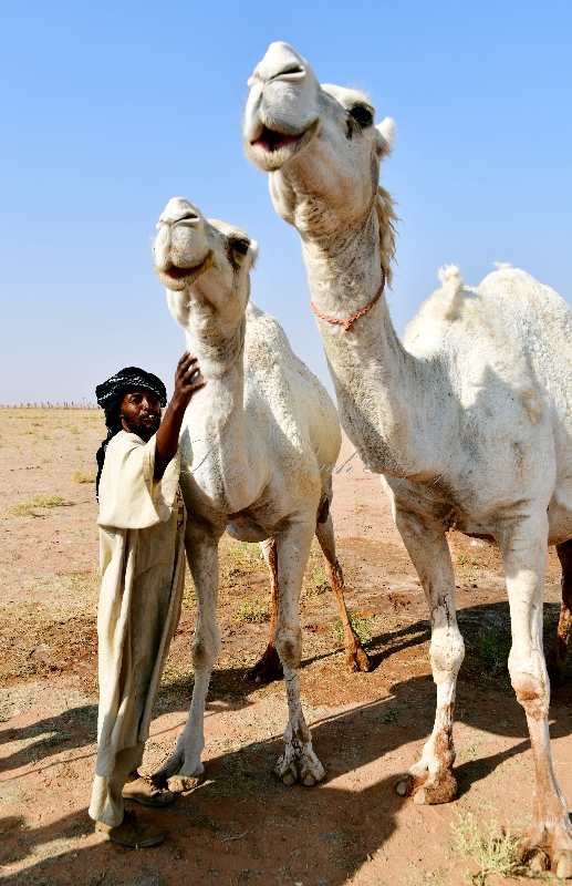Camel Herder and Mother and Daughter Camels, Al Ghat, Riyadh Region, Kingdom of Saudi Arabia 714 