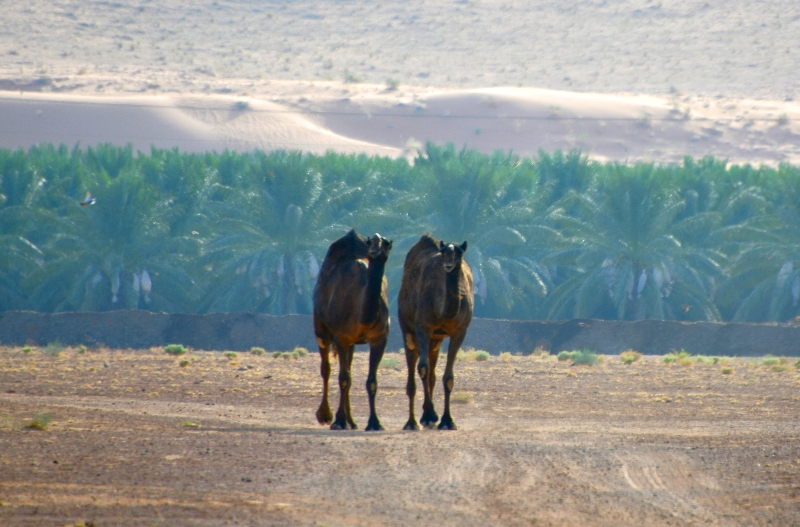 Harold are you ready for lunch, Al Ghat, Saudi Arabia 1797