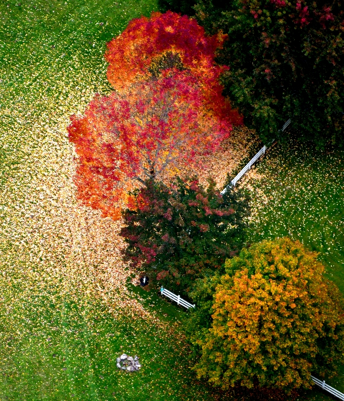 Almost Finish with Fall Colors, Fall City, Washington 176 