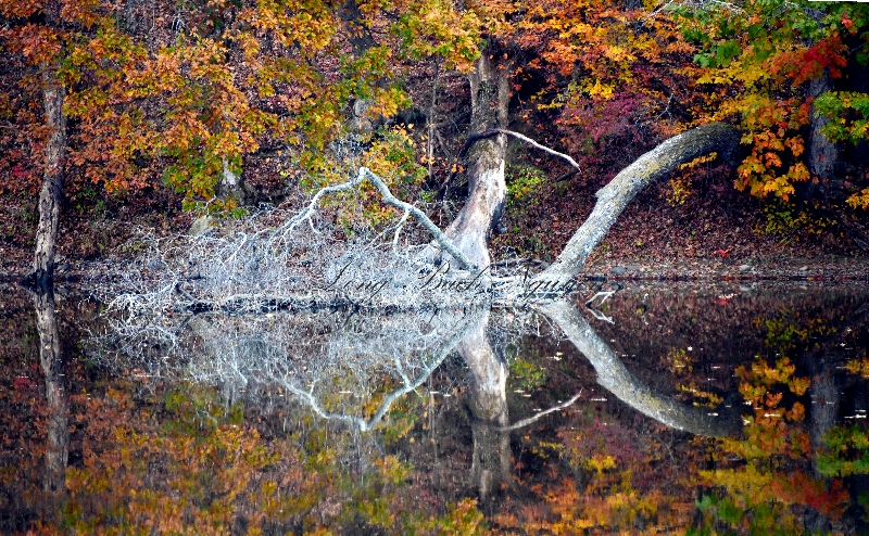 Perfect Reflection of Fall Colors on Wallkill Lake, New York 148