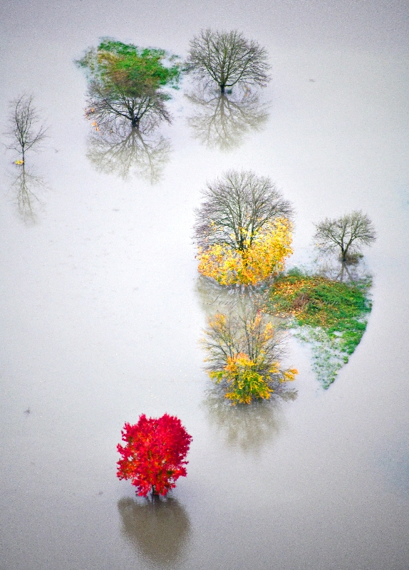 Colorful trees in flooded Snoqualmie River, Fall City, Washington 553 