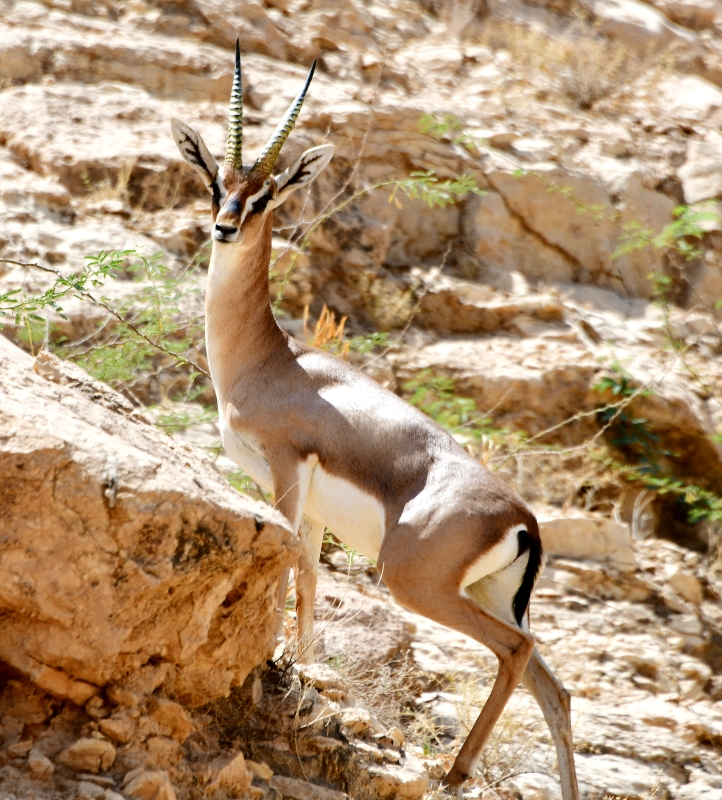 Gazelle on farm in Riyadh, Saudi Arabia 131 