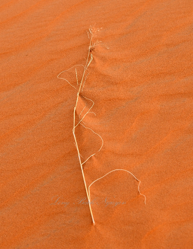 Plant in Sand, Al Ghat Saudi Desert, Saudi Arabia 123 