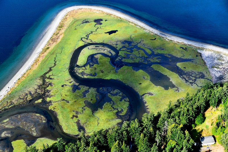 Fowlweather Marsh Sea Dragon, Fowlweather Bluff, Hansville, Washington 086  