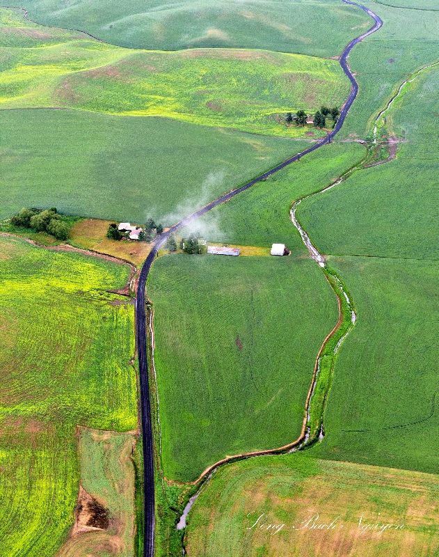 Rolling Hill of Palouse, Canola Field in Missouri Flat, Missouri Flat Creek, Odonnell Road, Pullman, Washington 364