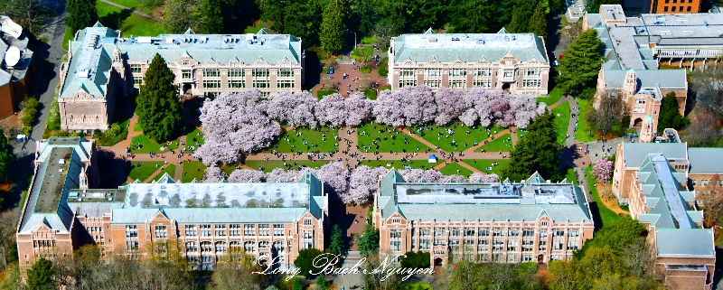 The University of Washington Cherry Blossom in the Quad, Seattle, Washington 1303  