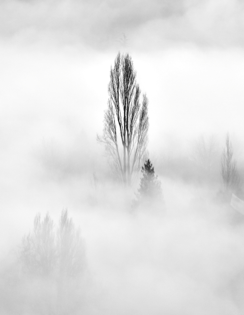 Fog covered Madison Park Neighborhood, Seattle, Washington 337a 