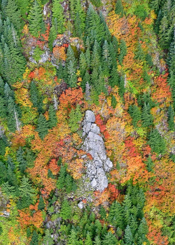 Fall Foliage on Bessemer Mountain, Middle Fork Snoqualmie River, North Bend, Washington 419 